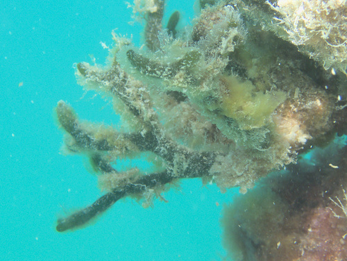 Dead Man's Fingers - Photo (c) Jaume Piera, some rights reserved (CC BY-NC)