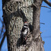 Dendrocoptes medius - Photo (c) viktor_parkhomenko, some rights reserved (CC BY)