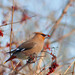 Bombycilla garrulus - Photo (c) viktor, some rights reserved (CC BY)