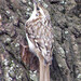 Short-toed Treecreeper - Photo (c) viktor, some rights reserved (CC BY)
