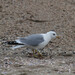 Common Gull - Photo (c) viktor, some rights reserved (CC BY)