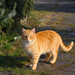 Domestic Cat - Photo (c) viktor, some rights reserved (CC BY)