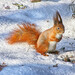 Eurasian Red Squirrel - Photo (c) viktor, some rights reserved (CC BY)