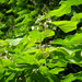 Chinese Catalpa - Photo (c) viktor_parkhomenko, some rights reserved (CC BY)