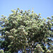 Picea engelmannii - Photo (c) viktor, some rights reserved (CC BY)