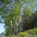Silver Birch - Photo (c) viktor, some rights reserved (CC BY)