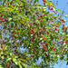 Sour Cherry - Photo (c) viktor, some rights reserved (CC BY)