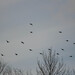 Perdix - Photo (c) viktor, some rights reserved (CC BY)