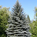 Colorado Spruce - Photo (c) viktor, some rights reserved (CC BY)