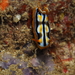 Chromodoris colemani - Photo (c) Edu Alcaniz, some rights reserved (CC BY-NC-SA), uploaded by Edu Alcaniz