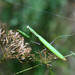 European Mantis - Photo (c) viktor, some rights reserved (CC BY)