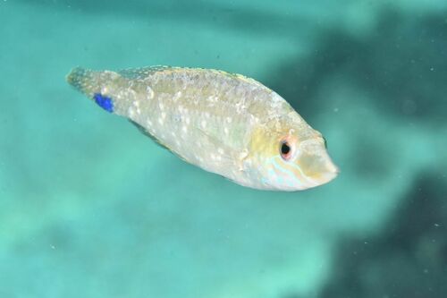 Grey Wrasse - Photo (c) xavi salvador costa, some rights reserved (CC BY-NC)