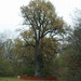 English Oak - Photo (c) viktor, some rights reserved (CC BY)