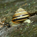 Vineyard Snail - Photo (c) viktor, some rights reserved (CC BY)