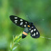 Amata phegea - Photo (c) viktor, some rights reserved (CC BY)