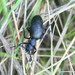 Meloe proscarabaeus - Photo (c) viktor, some rights reserved (CC BY)