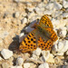 Queen of Spain Fritillary - Photo (c) viktor, some rights reserved (CC BY)