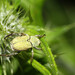 Hoplia parvula - Photo (c) viktor, some rights reserved (CC BY)