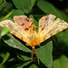 Rhyparia purpurata - Photo (c) viktor, some rights reserved (CC BY)