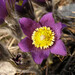 Pulsatilla patens - Photo (c) viktor, some rights reserved (CC BY)