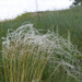 Stipa pennata - Photo (c) viktor, some rights reserved (CC BY)