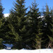 Norway Spruce - Photo (c) viktor, some rights reserved (CC BY)
