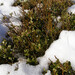 Vaccinium vitis-idaea - Photo (c) viktor_parkhomenko, some rights reserved (CC BY)