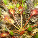 Drosera intermedia - Photo (c) viktor_parkhomenko, some rights reserved (CC BY)