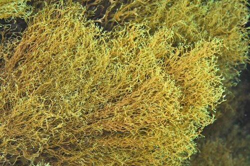Dictyota dichotoma intricata - Photo (c) xavi salvador costa, some rights reserved (CC BY-NC)