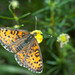 Melitaea trivia - Photo (c) viktor, some rights reserved (CC BY)