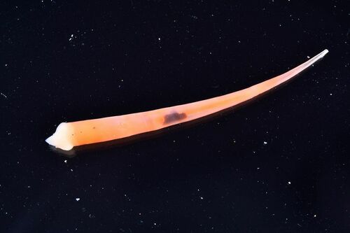 Fustiaria rubescens - Photo (c) xavi salvador costa, some rights reserved (CC BY-NC)