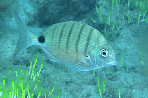 Moroccan White Seabream - Photo (c) xavi salvador costa, some rights reserved (CC BY-NC)