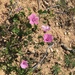 Malva trimestris - Photo (c) ester serrao, some rights reserved (CC BY), uploaded by ester serrao