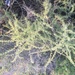 Asparagus albus - Photo (c) ester serrao, some rights reserved (CC BY), uploaded by ester serrao
