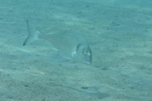 Gilthead Seabream - Photo (c) xavi salvador costa, some rights reserved (CC BY-NC)