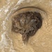 Catostylus tagi - Photo (c) ester serrao, some rights reserved (CC BY), uploaded by ester serrao