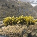 Fucus limitaneus - Photo (c) ester serrao, some rights reserved (CC BY), uploaded by ester serrao