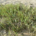 Sporobolus maritimus - Photo (c) ester serrao, some rights reserved (CC BY), uploaded by ester serrao