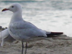 Audouin's Gull - Photo (c) Jose-Antonio Ortiz-Marzo, some rights reserved (CC BY-NC)