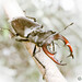 European Stag Beetle - Photo (c) viktor, some rights reserved (CC BY)