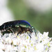 European Rose Chafer - Photo (c) viktor, some rights reserved (CC BY)