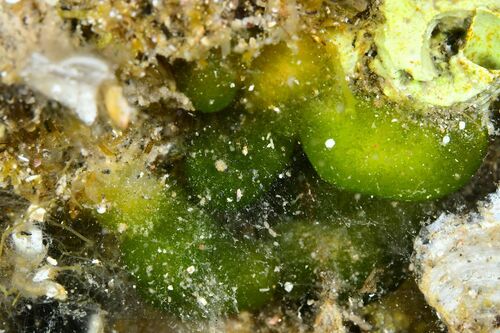 Codium effusum - Photo (c) xavi salvador costa, some rights reserved (CC BY-NC)