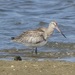 Limosa lapponica - Photo (c) ester serrao, some rights reserved (CC BY), uploaded by ester serrao