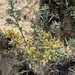 Helichrysum serotinum - Photo (c) ester serrao, some rights reserved (CC BY), uploaded by ester serrao
