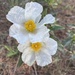 Cistus ladanifer - Photo (c) ester serrao, some rights reserved (CC BY), uploaded by ester serrao