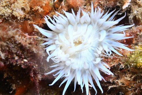 Sandalled Anemone - Photo (c) xavi salvador costa, some rights reserved (CC BY-NC)