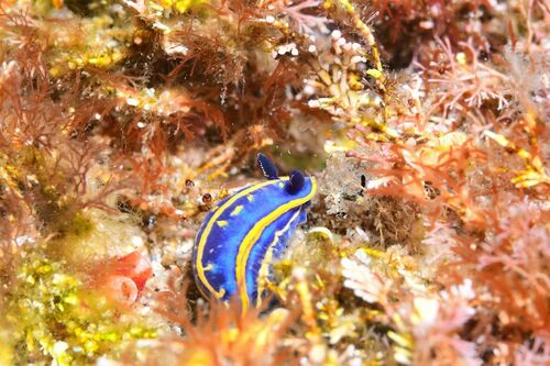 Cantabrian Nudibranch - Photo (c) xavi salvador costa, some rights reserved (CC BY-NC)