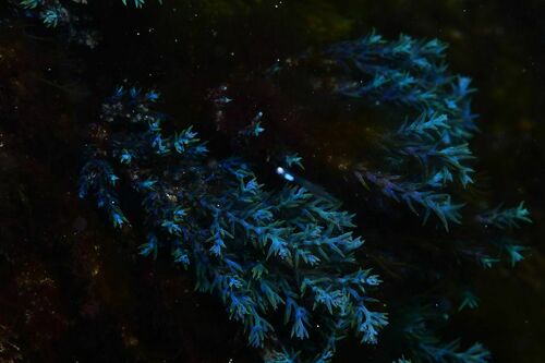 Ericaria selaginoides - Photo (c) xavi salvador costa, some rights reserved (CC BY-NC)