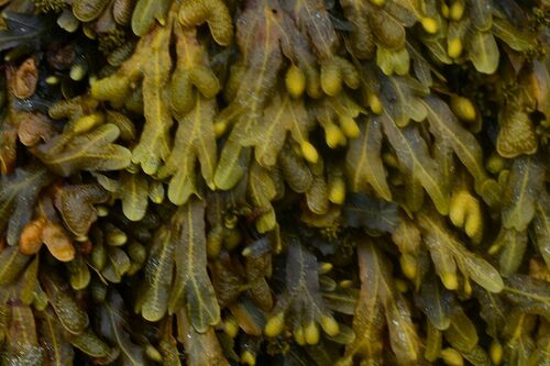 Fucus spiralis - Photo (c) xavi salvador costa, some rights reserved (CC BY-NC)