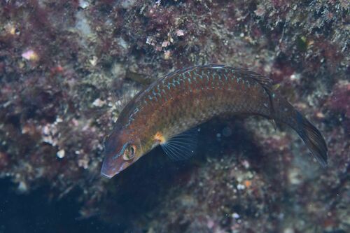 Small-mouthed Wrasse - Photo (c) xavi salvador costa, some rights reserved (CC BY-NC)